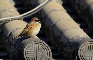 麻雀表情包图片大全,趣味横生的动物界表情盛宴